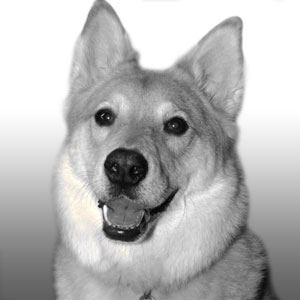 My dog Sandy