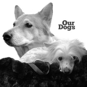 Our Dogs - Sandy and Mina