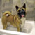 Picture of dog we groom