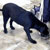 Picture of dog we groom