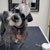 Picture of dog we groom