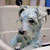 Picture of dog we groom