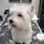 Picture of dog we groom