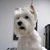 Picture of dog we groom