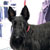 Picture of dog we groom
