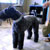 Picture of dog we groom