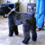 Picture of dog we groom
