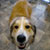 Picture of dog we groom