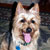 Picture of dog we groom