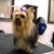 Picture of dog we groom