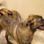 Picture of dog we groom