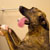 Picture of dog we groom