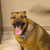 Picture of dog we groom