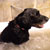 Picture of dog we groom