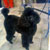 Picture of dog we groom
