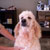 Picture of dog we groom