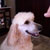 Picture of dog we groom
