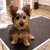 Picture of dog we groom