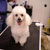 Picture of dog we groom