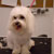 Picture of dog we groom
