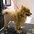 Picture of dog we groom