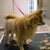Picture of dog we groom