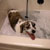 Picture of dog we groom