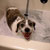 Picture of dog we groom