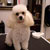 Picture of dog we groom