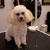 Picture of dog we groom