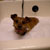 Picture of dog we groom
