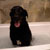 Picture of dog we groom