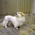 Picture of dog we groom