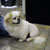 Picture of dog we groom