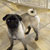 Picture of dog we groom