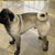 Picture of dog we groom