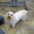 Picture of dog we groom