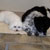 Picture of dog we groom