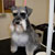 Picture of dog we groom