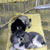 Picture of dog we groom