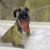 Picture of dog we groom
