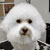Picture of dog we groom