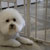 Picture of dog we groom