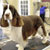 Picture of dog we groom