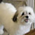 Picture of dog we groom