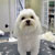 Picture of dog we groom