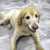 Picture of dog we groom