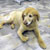 Picture of dog we groom