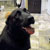 Picture of dog we groom